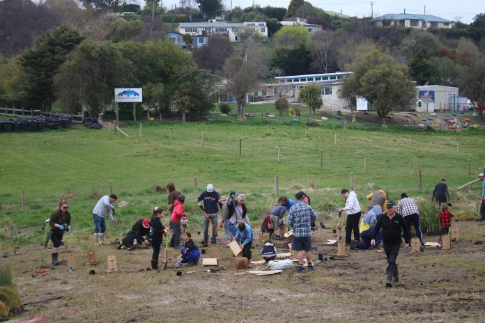 KakanuiPlanting